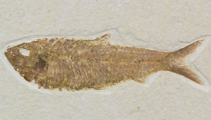 Detailed, Knightia Fossil Fish - Wyoming #52205